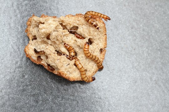 Zophobas morio or Tenebrio atratus larvae  known as superworm, kingworm or barley worm. Superworm larvae consuming old bread, larvae are bred as food for some pets.