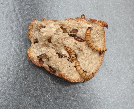 Zophobas morio or Tenebrio atratus larvae  known as superworm, kingworm or barley worm. Superworm larvae consuming old bread, larvae bred as food for some pets.