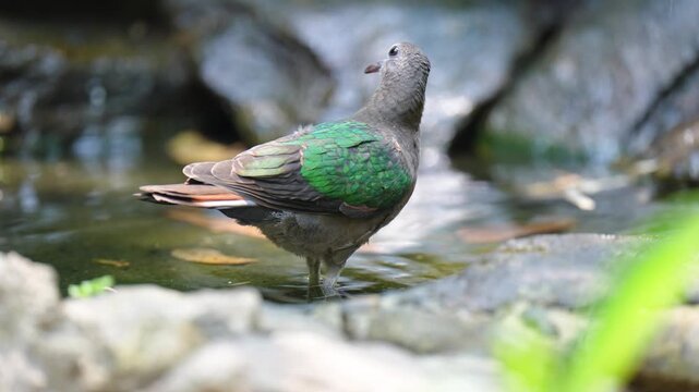 Grey-capped Emerald Dove, Common Emerald Dove, Emerald Dove (Chalcophaps indica)bird in pond with natural background in tropical rainforest.