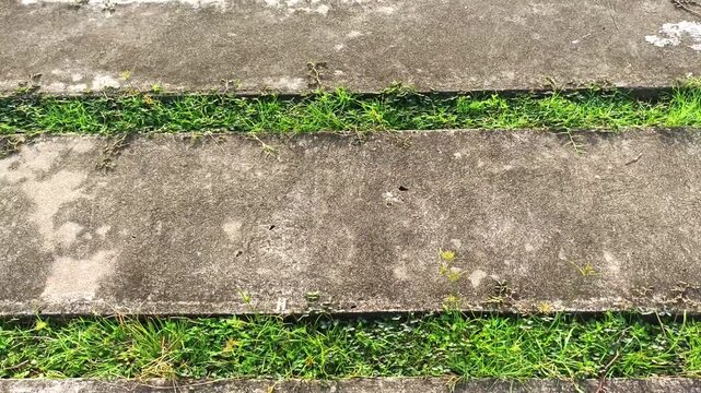 Concrete stepping slabs with green grass growing between them