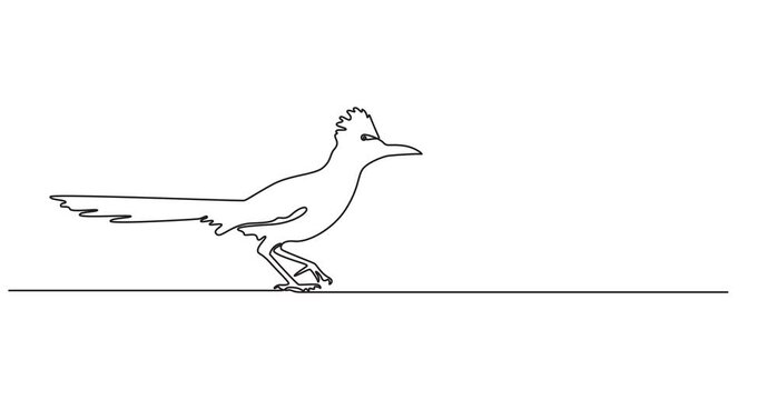 A roadrunner bird animation continuous one line drawing, Full length one line animation. 4K, Animated self  drawing of continuous line draw roadrunner bird. One line drawing animation with alpha