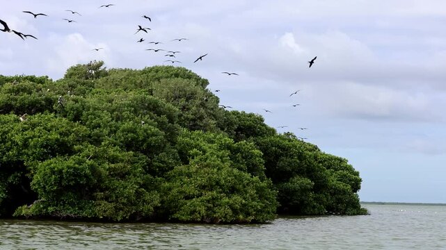 Magnificent Frigatebirds Flying Above Breeding Colony with Males Displaying Red Gular Sacs in Mexico