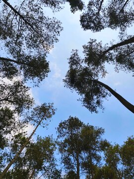 Tall pinus merkusii trees towering against a clear blue cloudy sky in a mountain forest tourism area