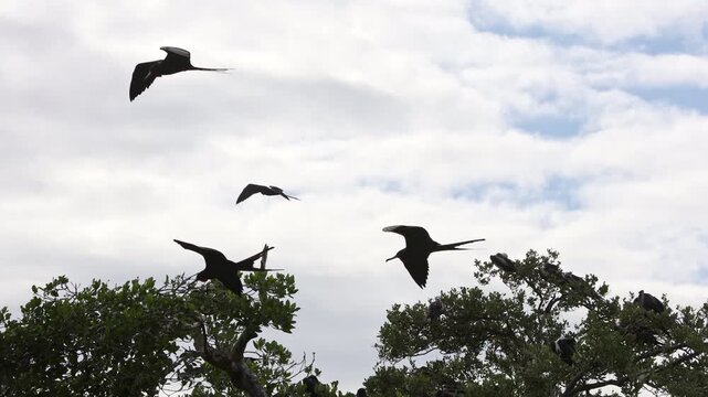 Magnificent Frigatebirds Flying Above Breeding Colony with Males Displaying Red Gular Sacs in Mexico