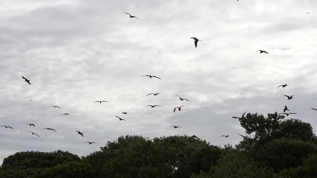 Magnificent Frigatebirds Flying Above Breeding Colony with Males Displaying Red Gular Sacs in Mexico