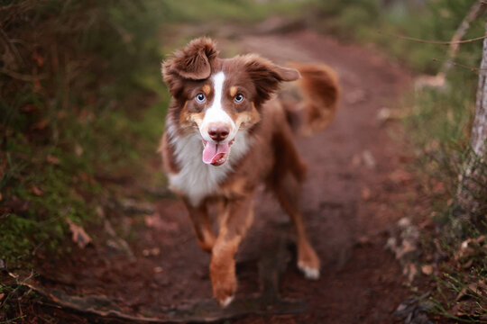 Brown and white dog is running through a forest