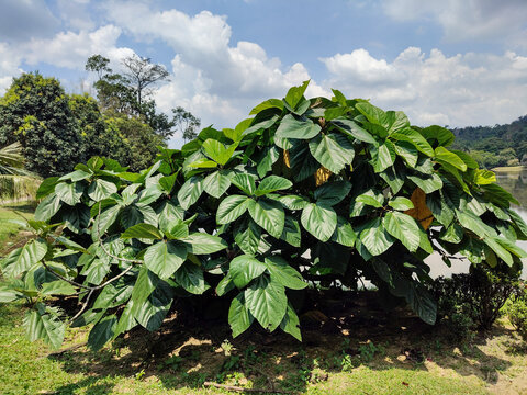 Broad-Leaved Ficus auriculata Tropical Tree Growing Next to Open Landscape Under Cloudy Sky inat Kepong Botanic Gardens  (Taman Botani Kepong ),  Kuala Lumpur, Malaysia.