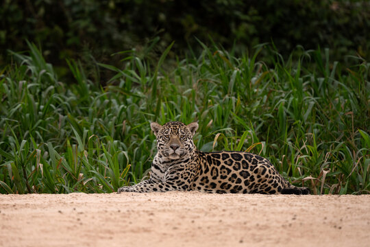 A jaguar on the riverbank in the Pantanal region. The jaguar is hunting next to the river.