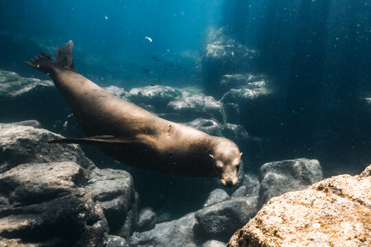 Playful Sea Lion Underwater