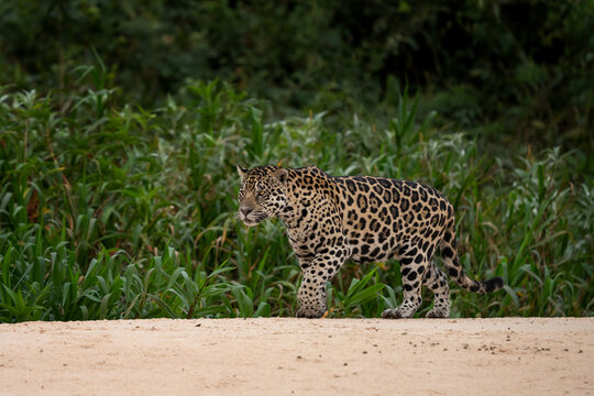 A jaguar on the riverbank in the Pantanal region. The jaguar is hunting next to the river.