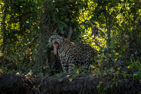 A jaguar on the riverbank in the Pantanal region. The jaguar is hunting next to the river.
