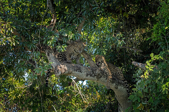 A jaguar on the riverbank in the Pantanal region. The jaguars are having a nap on a tree branch.