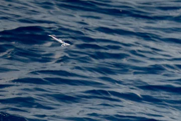 flying squid on sea surface © Andrea Izzotti