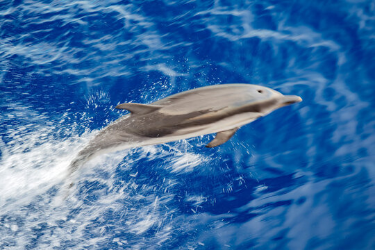 Striped dolphin jumping on the sea surface