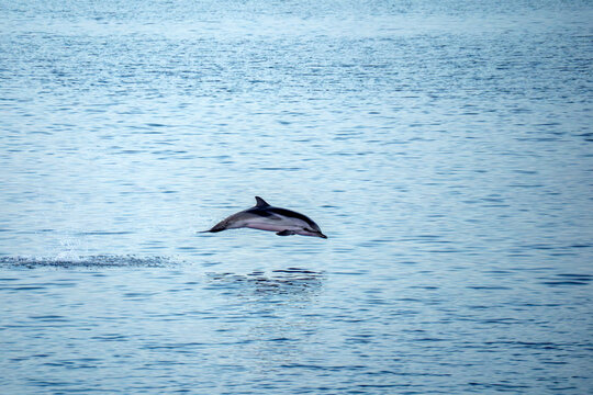 Striped dolphin jumping on the sea surface at sunset