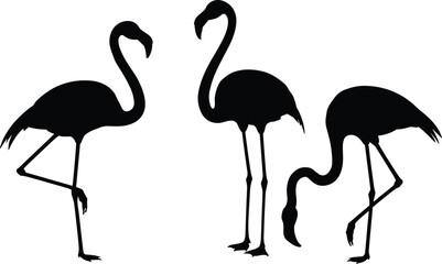 Obraz premium Set of black flamingo silhouettes in standing and feeding poses isolated on white background vector illustration