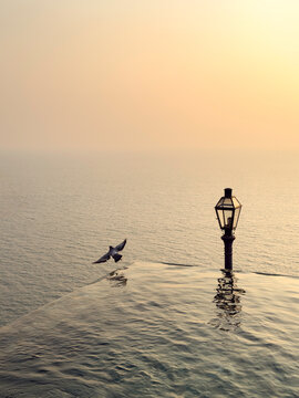 A bird flies off the edge of an infinity pool overlooking the ocean