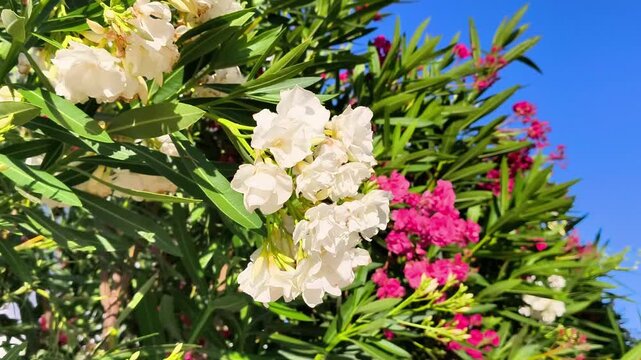Blooming white and pink oleander flowers sway in the breeze against a blue sky. The graceful inflorescences and lush green foliage create a vibrant picture of a summer garden in Cyprus.