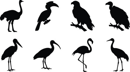 Bird Silhouette Vector Collection Featuring Ostrich, Eagle, Flamingo, Crane, Stork, and Hornbill © MSTMEHEJABINBINDA