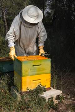 Two beekeepers wearing full protective suits are working together in an outdoor apiary, while one carefully returns a honeycomb frame into the beehive and the other operates a bee smoker
