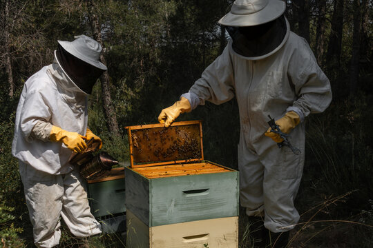 Two beekeepers returning honeycomb frame while using bee smoker
