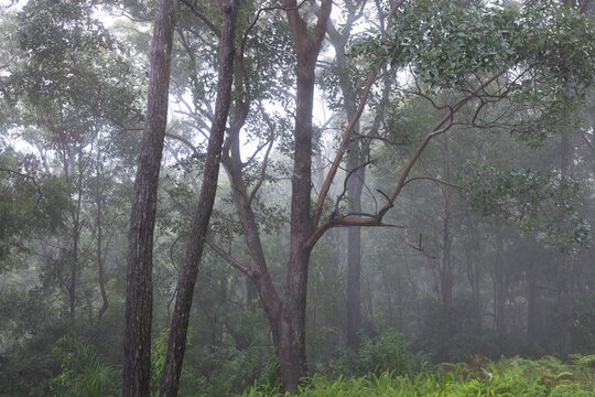 Gum trees in the Australian bush high up in mountain mist