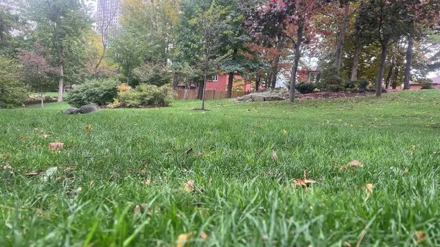 Squirrels chase each other and forage for food in a colorful park filled with fall foliage and green grass.
