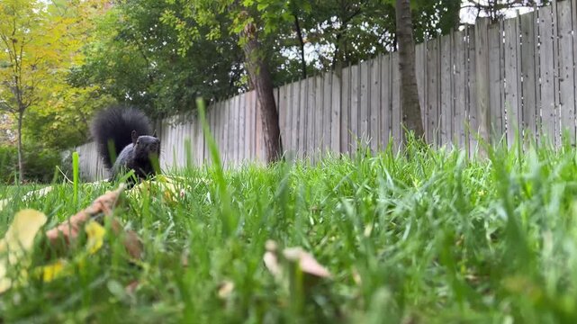 A black squirrel moves through a green yard, sniffing around and looking curiously at the surroundings during a sunny autumn day.