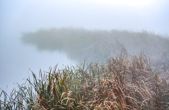 Frost-Covered Reeds in Morning Fog, Wuhan Landscape