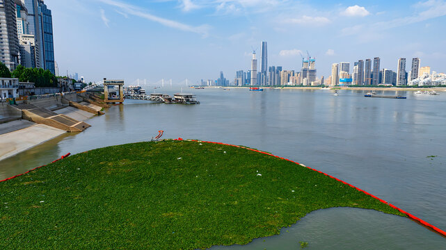 Water Hyacinth Management on Hanjiang River, Wuhan City