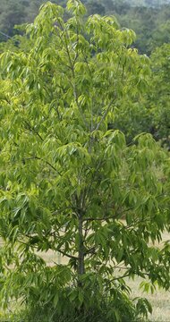 Quercus myrsinaefolia shrub  - Bamboo-leaf Oak,  young shrub with narrow crown bearing leathery lance-shaped pointed leaves, finely-toothed margins drooping in clusters on spreading brown twigs
