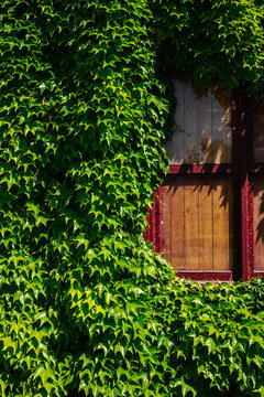 Ivy and Red Window, Winery