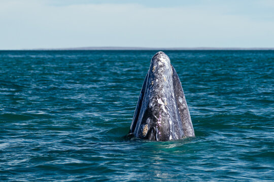 close-up of grey whale spy hopping with barnacled head above wat