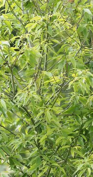 Quercus myrsinaefolia | Bamboo-leaf oak - Chinese evergreen oak - Myrsine-leaved oak - Japanese white oak. Wonderful  broadleaf evergreen bushy tree with elegant and decorative habit on Parks
