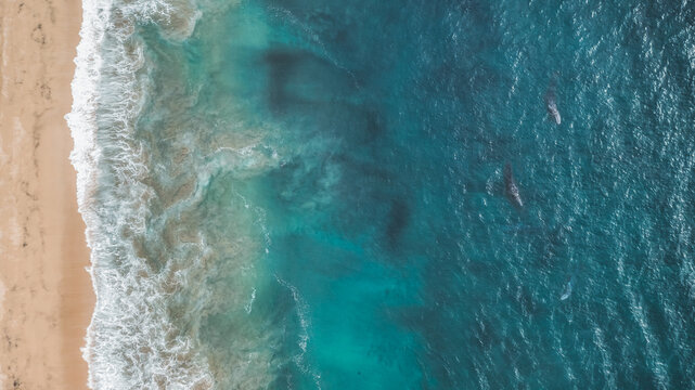 aerial view of grey whales near sandy beach with breaking surf