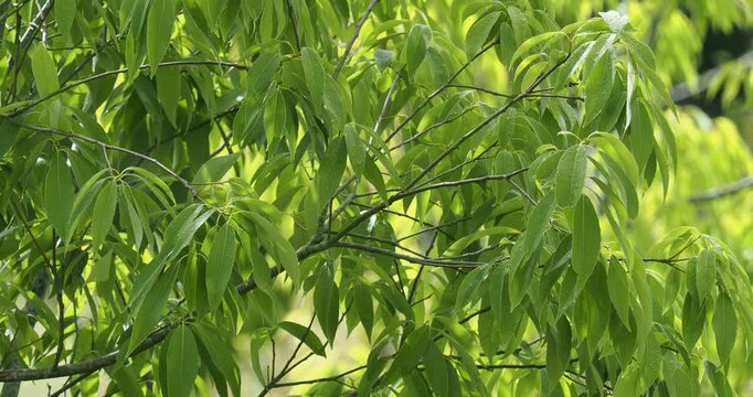 Spreading greenish and smooth twigs of Bamboo-leaf Oak or Quercus myrsinaefolia, covered of drooping clusters of  lanceolate green leaves with acuminate apex and toothed margins
