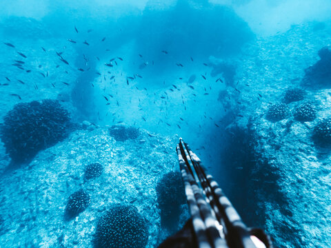 spearfisher aiming downward over blue coral reef with fish