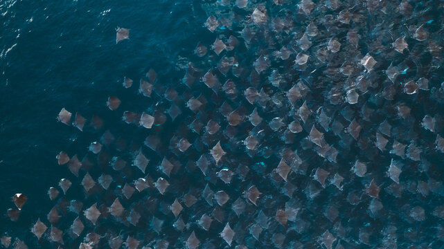 large aggregation of mobula rays seen from above in blue ocean
