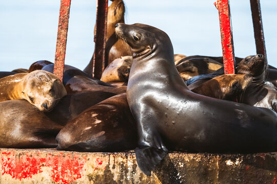 Sea Lions Crowded Together on a Red Metal Buoy