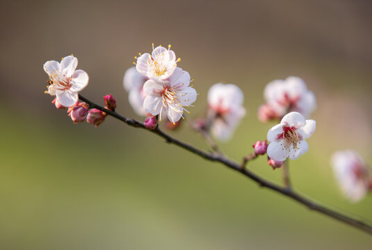 New Year Plum Blossoms in Spring Bloom