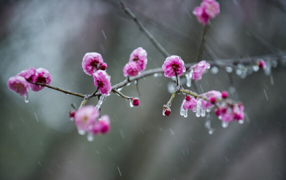 Winter Plum Blossoms with Ice Crystals in Park Garden