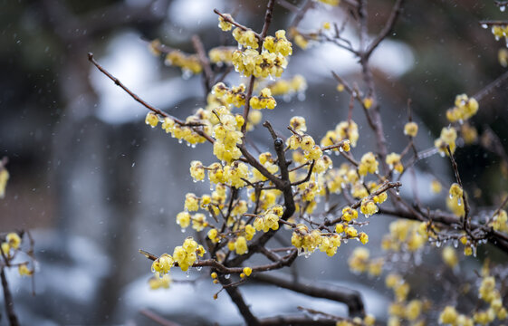 Winter Plum Blossoms in Snow and Frost