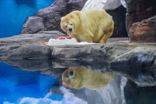 Polar Bear with Birthday Cake in Zoo Habitat