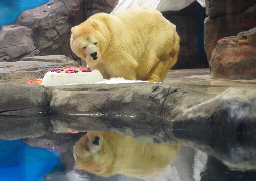 Polar Bear Watching Birthday Cake on Rock