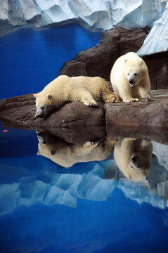 Polar Bears Resting on Rocks by Glacial Blue Water