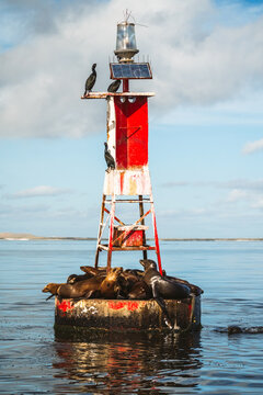 Weathered Red Navigational Buoy with Sea Lions and Cormorant Per