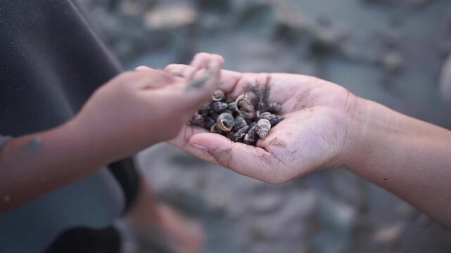 Close-up top view of mother's hand holding hermit crab on muddy beach. Child's hands softly blurred in background while searching and placing hermit crabs into the mother's palm