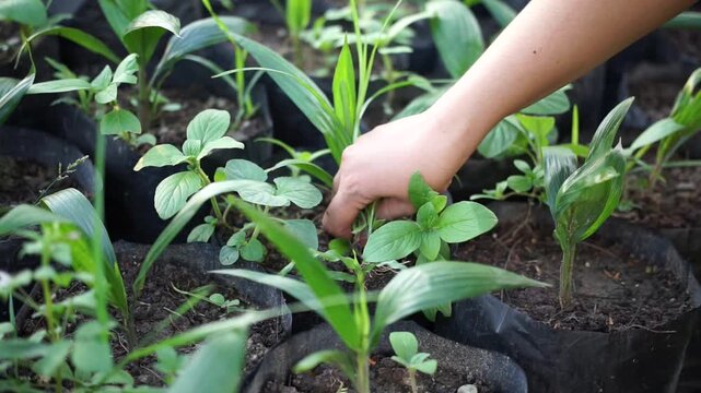 Hand removing weeds from oil palm seedling polybag in an outdoor nursery, plant care, cultivation, and healthy seedling growth