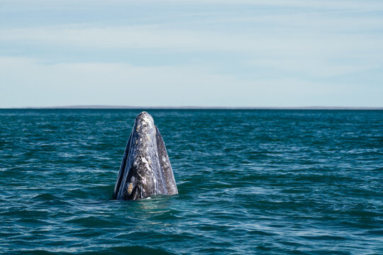grey whale spy hopping in open ocean under overcast sky