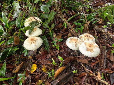 Psilocybe mushroom occurs in buffalo dung.